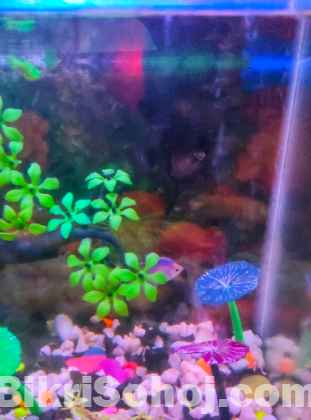 AQUARIUM FOR SALE WITH FISHES,DECORATION AND Power Filter